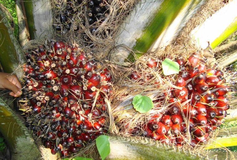 Tandan buah segar kelapa sawit masih di pohon