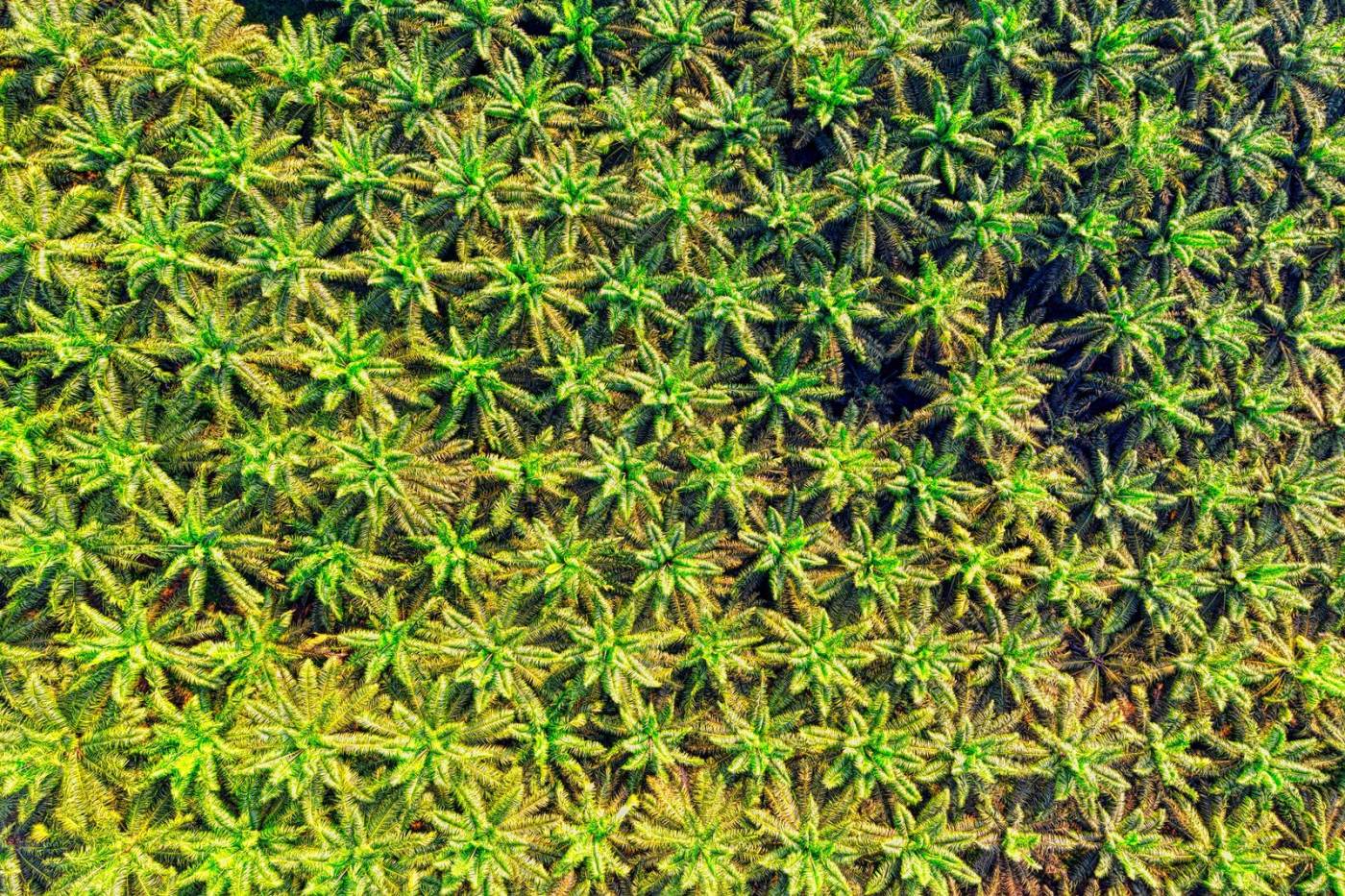 Hamparan kebun sawit dilihat dari udara