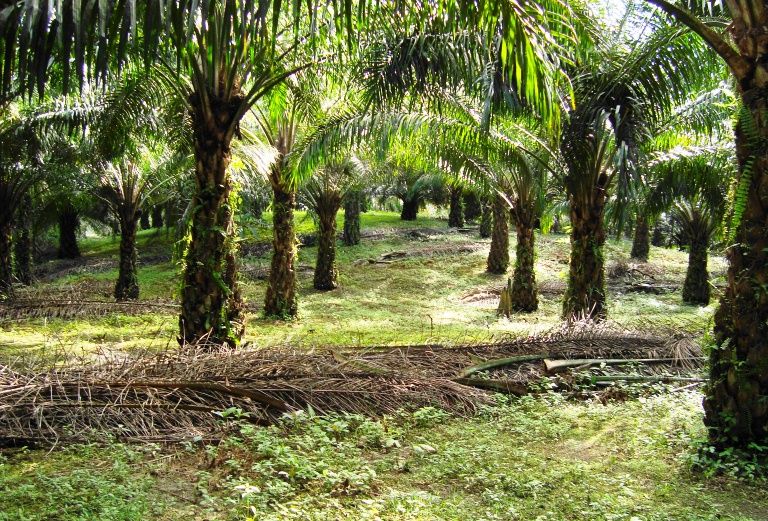 Kebun sawit milik rakyat di Kabupaten Kampar, Riau