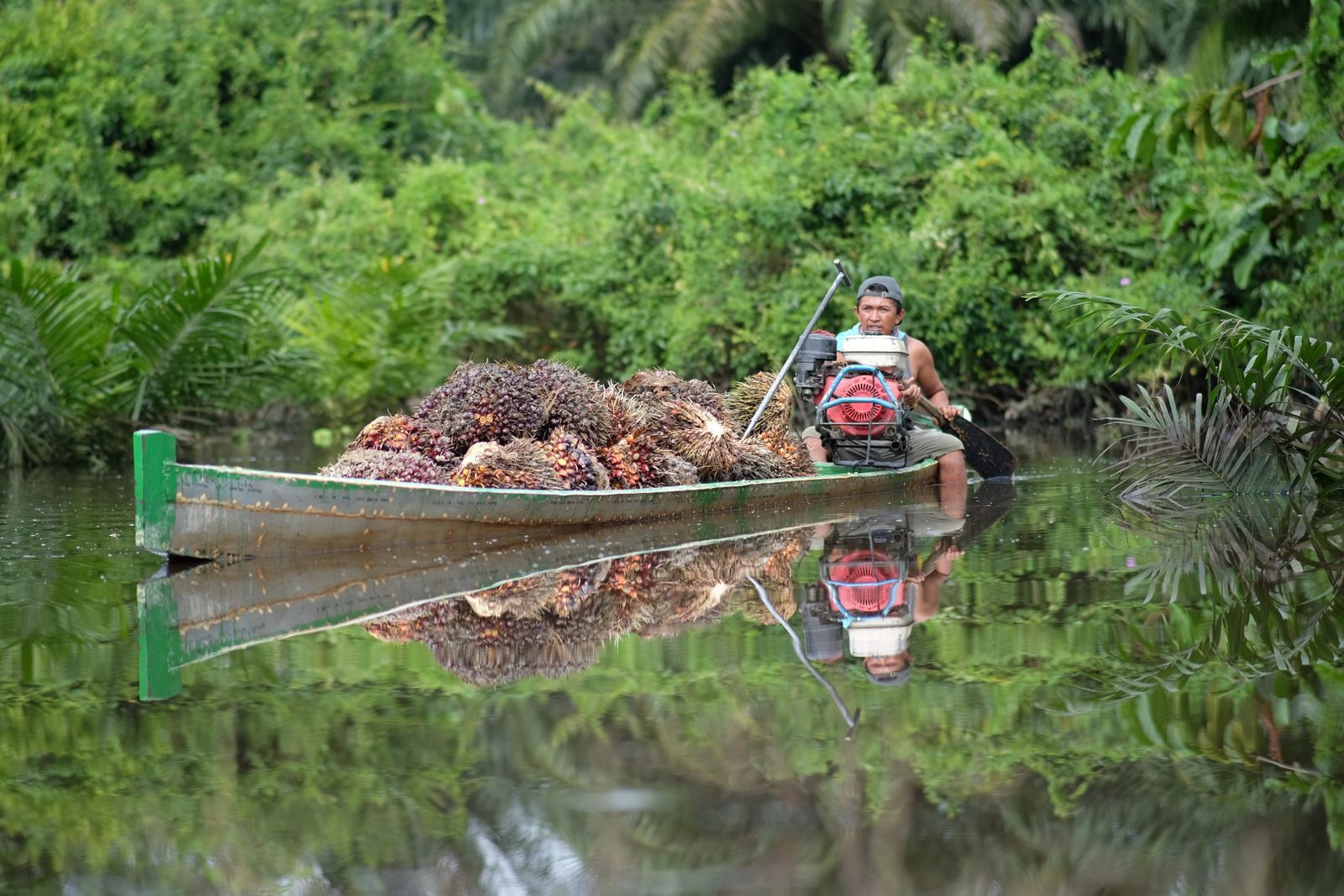 Petani mengangkut buah sawit hasil panen dengan perahu